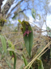 Pleurothallis lilijae, photograph (c) Carlos Torrente, some rights reserved (CC BY)