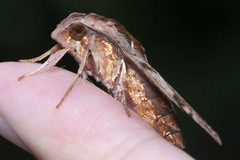 Eupanacra