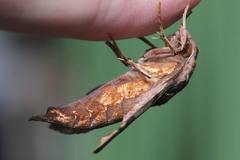 Eupanacra