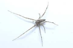 Araneae