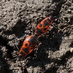 Pyrrhocoris apterus