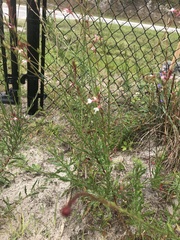 Oenothera simulans