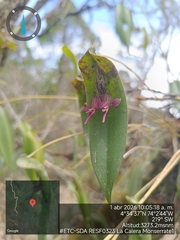 Pleurothallis lilijae, photograph (c) Carlos Torrente, some rights reserved (CC BY)