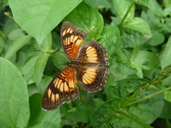 Junonia sophia
