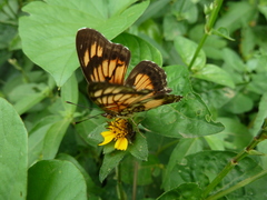 Junonia sophia
