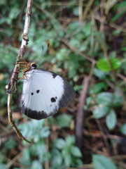 Larinopoda eurema
