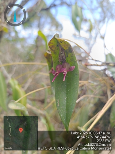 Pleurothallis lilijae, photograph 5