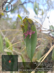 Pleurothallis lilijae, photograph (c) Carlos Torrente, some rights reserved (CC BY)