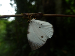 Larinopoda eurema