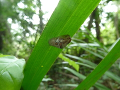 Lepidoptera