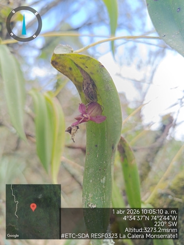 Pleurothallis lilijae, photograph 6