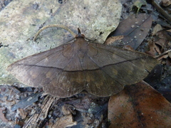 Lepidoptera
