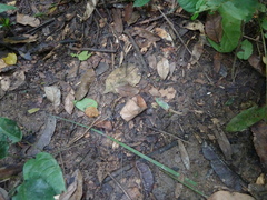 Lepidoptera