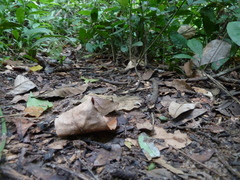 Lepidoptera