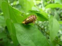 Lepidoptera