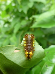 Lepidoptera