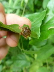 Lepidoptera