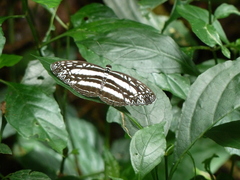 Pseudoneptis bugandensis ianthe