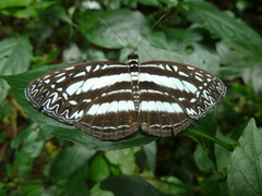 Pseudoneptis bugandensis ianthe