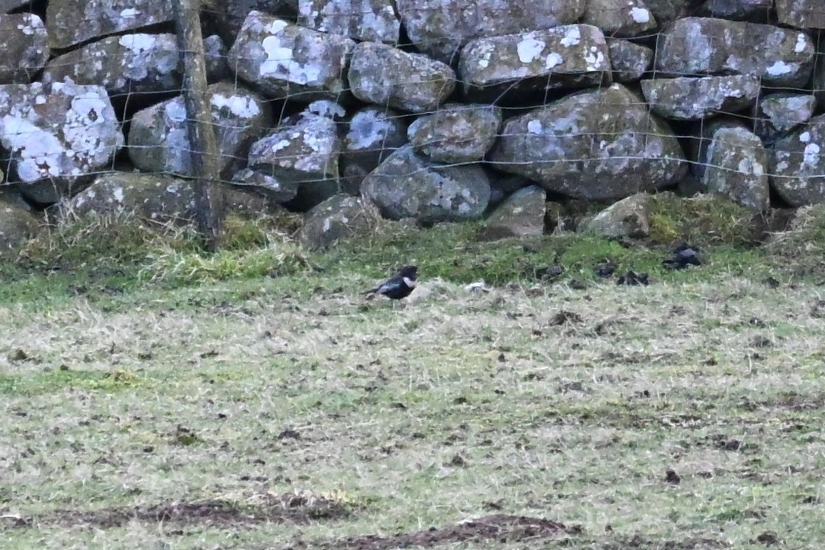 Ring Ouzel (Turdus torquatus), photo 7