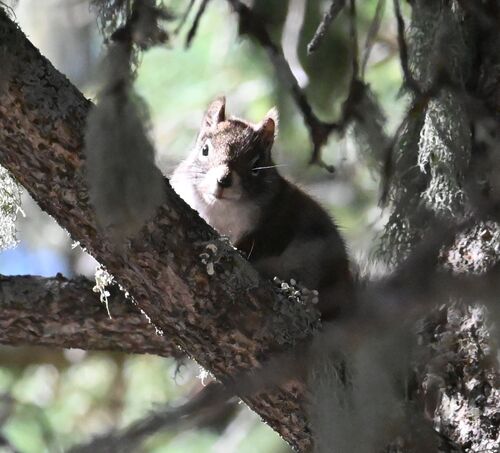 Fremont's Squirrel observed by cathyp
