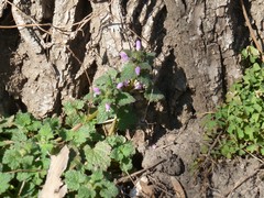 Lamium purpureum