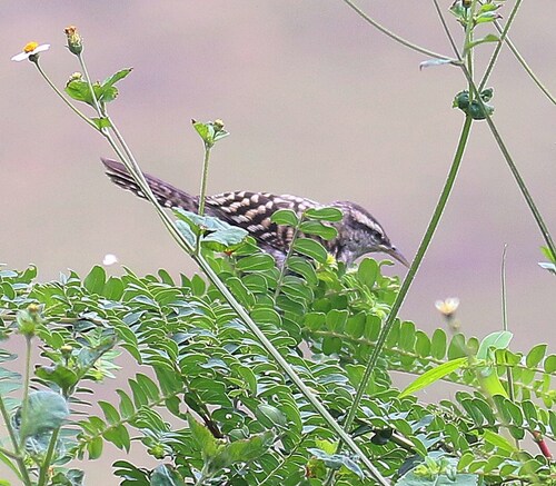 Fasciated Wren