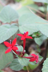 Crusea coccinea