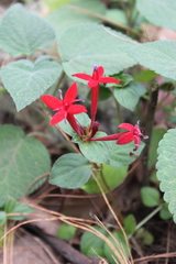 Crusea coccinea