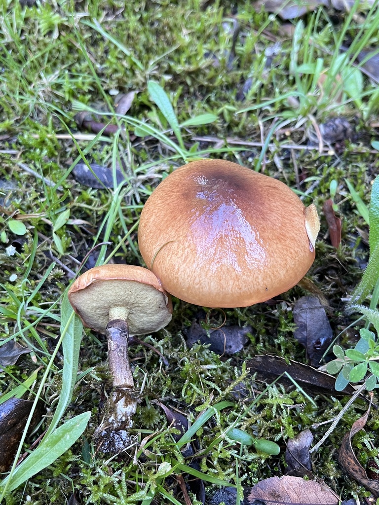 Suillus luteus · April 2026 · photo: © sur_endemico (iNaturalist, cc-by-nc)