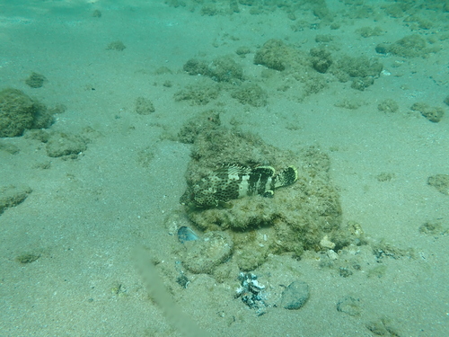 Epinephelus stoliczkae