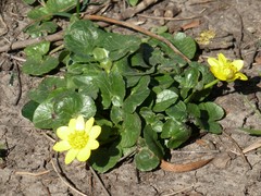 Ficaria verna