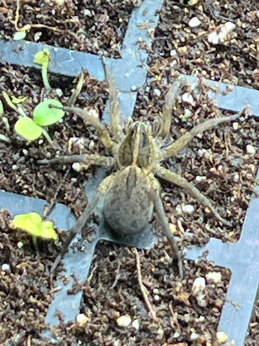 Wetland Giant Wolf Spider