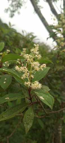 Stalked-Flower Johnnyberry (Miconia theaezans)