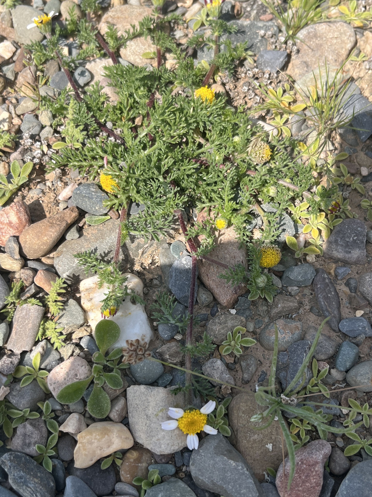 Anacyclus maroccanus