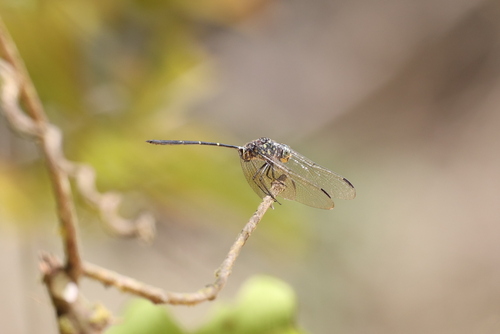 Bottletail