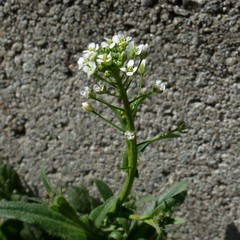 Capsella bursa-pastoris