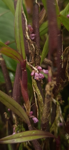 Scaphyglottis graminifolia