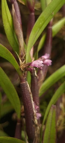 Scaphyglottis graminifolia, photograph 2