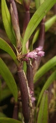 Scaphyglottis graminifolia, photograph (c) Ángela Patricia Rojas Cortés, some rights reserved (CC BY-SA)