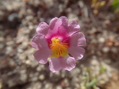 Erythranthe rhodopetra