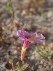 Erythranthe rhodopetra