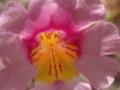 Erythranthe rhodopetra