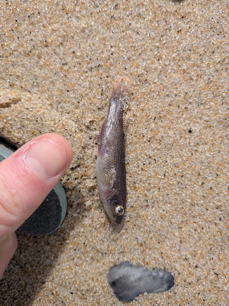 Cunner (Tautogolabrus adspersus) — Labridae