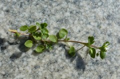 Stellaria media