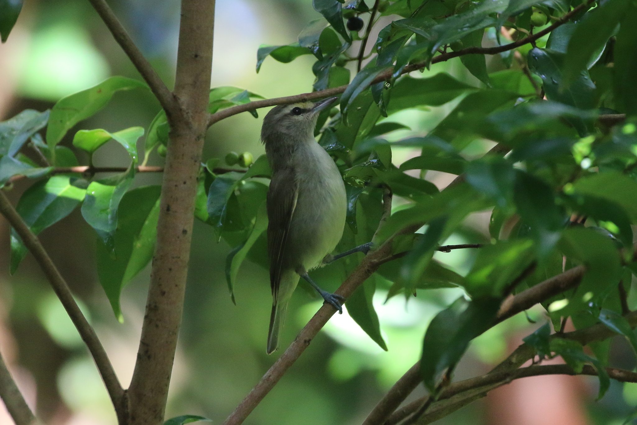 Yucatan Vireo (Vireo magister), photo 6