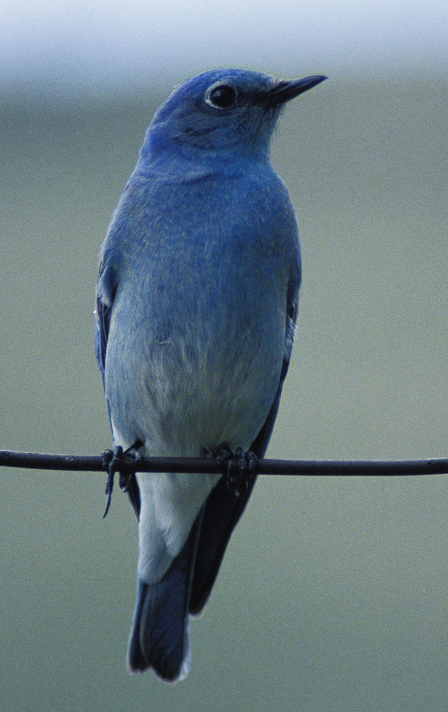 Grey Go-away-bird (Zambia birds) · iNaturalist