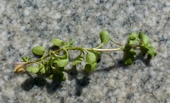 Stellaria media