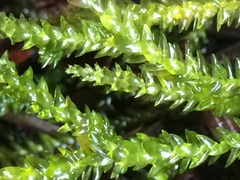 Scleropodium obtusifolium