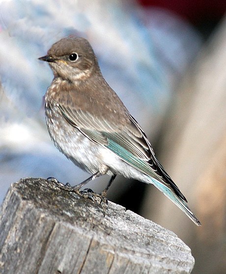 Grey Go-away-bird (Zambia birds) · iNaturalist